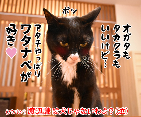 5月13日は愛犬の日なのよッ　猫の写真で４コマ漫画　４コマ目ッ