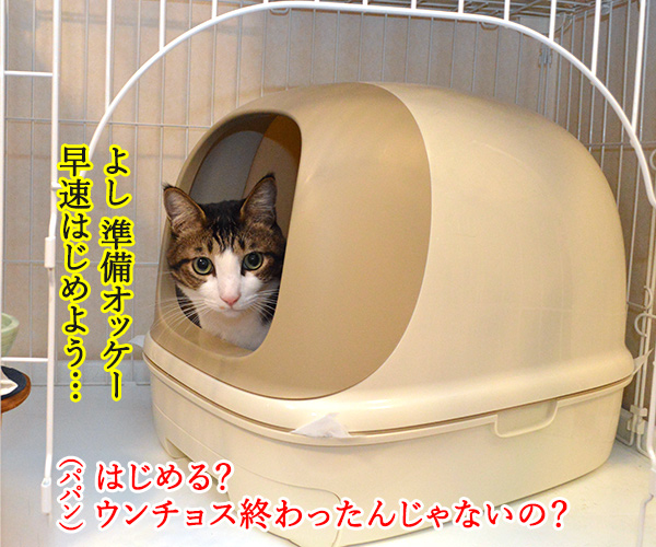 ウンチョスしたら準備オッケーなのッ　猫の写真で４コマ漫画　１コマ目ッ