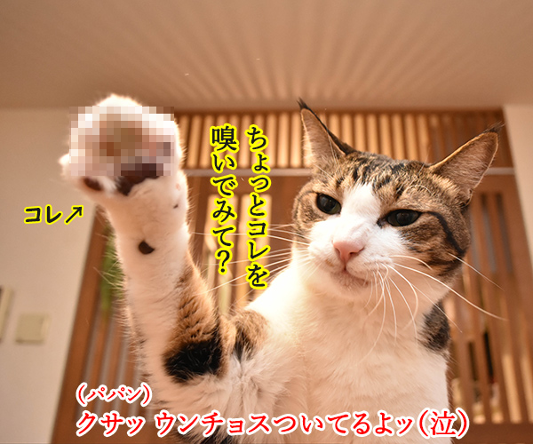 ウンチョスしたら準備オッケーなのッ　猫の写真で４コマ漫画　２コマ目ッ