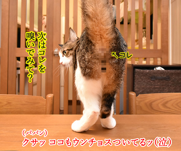 ウンチョスしたら準備オッケーなのッ　猫の写真で４コマ漫画　３コマ目ッ