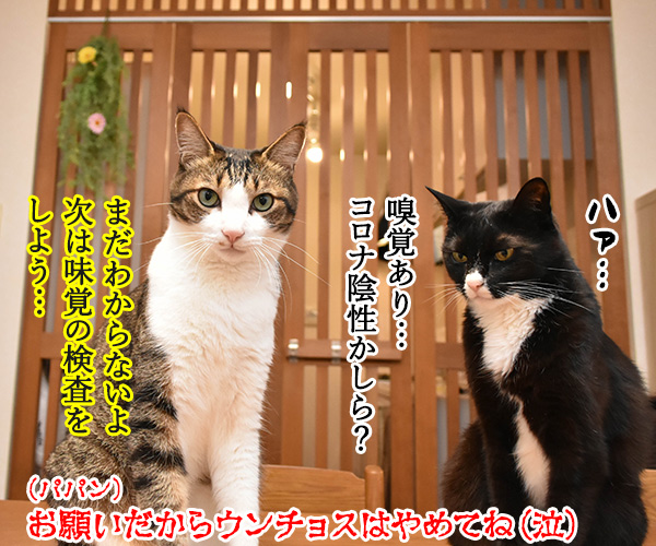 ウンチョスしたら準備オッケーなのッ　猫の写真で４コマ漫画　４コマ目ッ