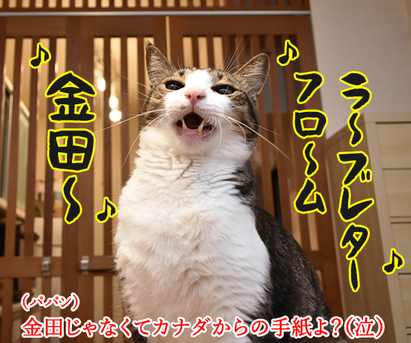 5月23日はラブレターの日なんですってッ　猫の写真で４コマ漫画　２コマ目ッ