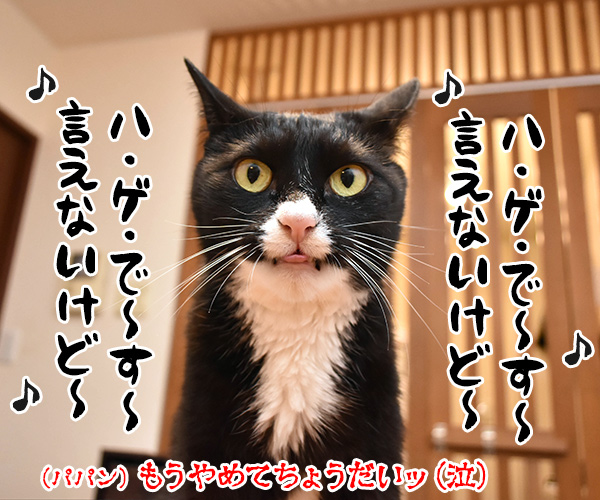 5月23日はラブレターの日なんですってッ　猫の写真で４コマ漫画　５コマ目ッ