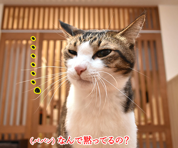 目と目で通じ合う仲になりたいわッ　猫の写真で４コマ漫画　２コマ目ッ