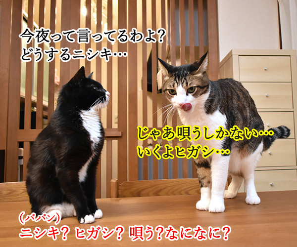 オヤツは今夜じゃイヤなのよッ　猫の写真で４コマ漫画　２コマ目ッ