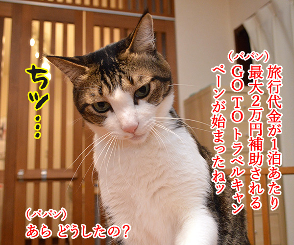 GO TO トラベルキャンペーンが始まったのよッ　猫の写真で４コマ漫画　１コマ目ッ