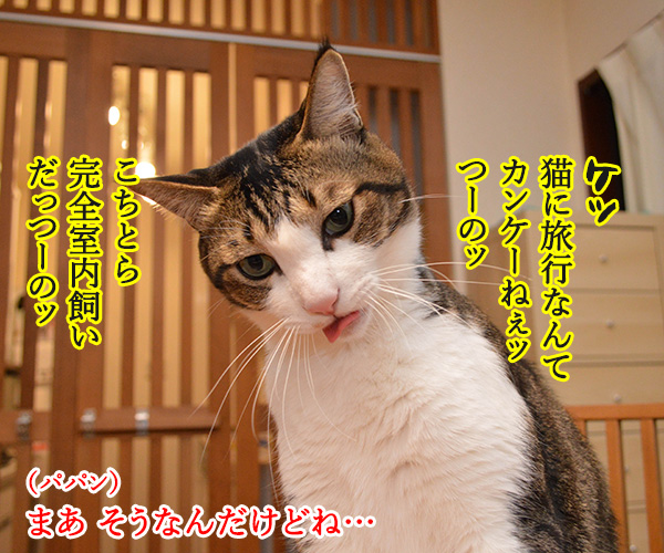 GO TO トラベルキャンペーンが始まったのよッ　猫の写真で４コマ漫画　２コマ目ッ