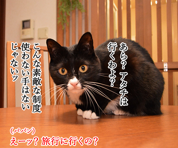 GO TO トラベルキャンペーンが始まったのよッ　猫の写真で４コマ漫画　３コマ目ッ