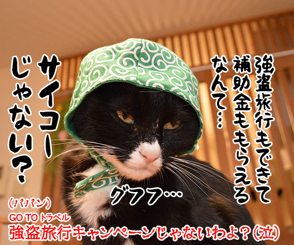 GO TO トラベルキャンペーンが始まったのよッ　猫の写真で４コマ漫画　４コマ目ッ