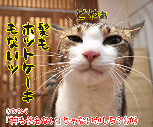 パパンのパンケーキがないのよッ　猫の写真で４コマ漫画　４コマ目ッ