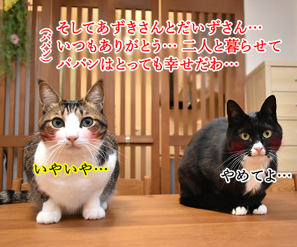 8月8日は「世界猫の日」なのよッ　猫の写真で４コマ漫画　２コマ目ッ