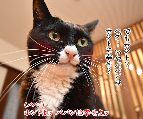 8月8日は「世界猫の日」なのよッ　猫の写真で４コマ漫画　３コマ目ッ