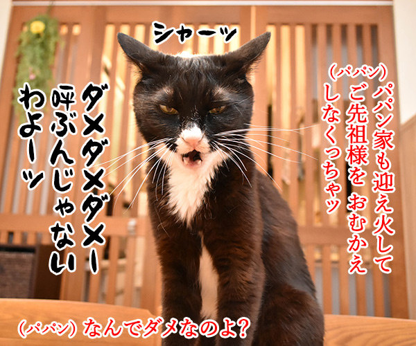 お盆だよッ ご先祖様を迎えなくちゃッ　猫の写真で４コマ漫画　３コマ目ッ