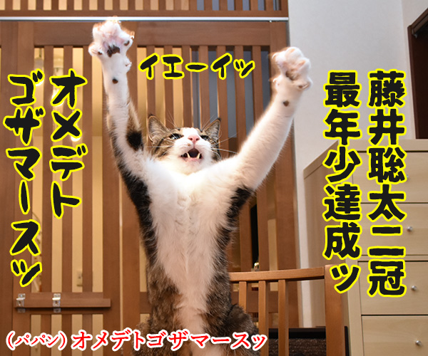 藤井聡太二冠 最年少達成オメデトゴザマースッ　猫の写真で４コマ漫画　１コマ目ッ