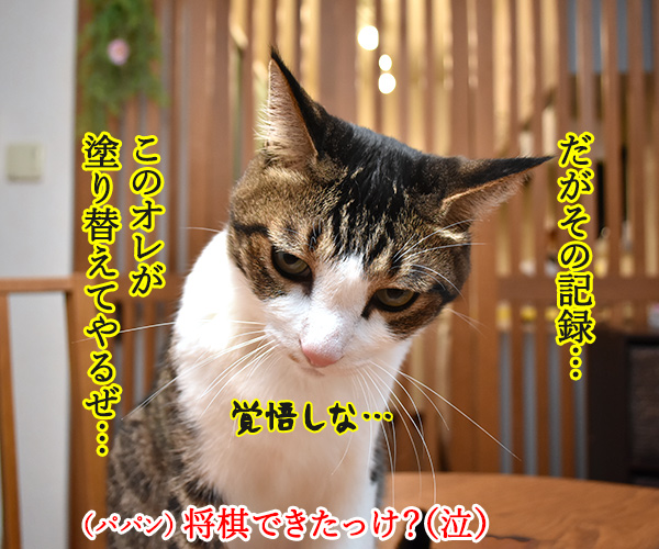 藤井聡太二冠 最年少達成オメデトゴザマースッ　猫の写真で４コマ漫画　２コマ目ッ