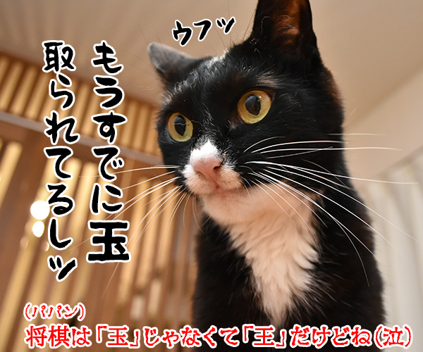 藤井聡太二冠 最年少達成オメデトゴザマースッ　猫の写真で４コマ漫画　４コマ目ッ