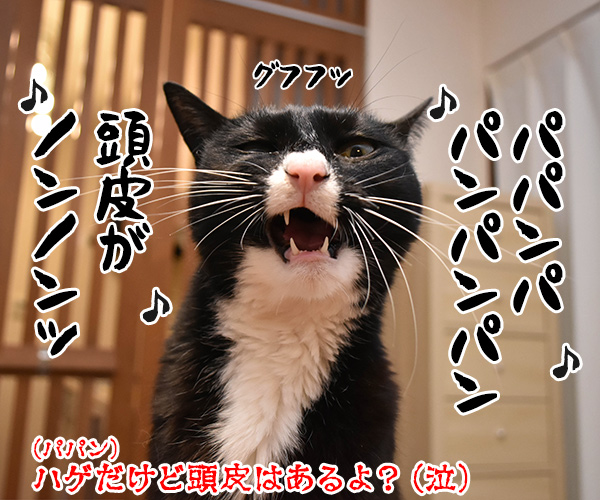 「ババンバ バンバンバン」は「いい湯だな」なのよッ　　猫の写真で４コマ漫画　４コマ目ッ