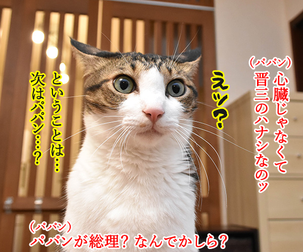 安倍総理 持病悪化で辞任　第二の晋三（敬称略）は？　猫の写真で４コマ漫画　３コマ目ッ