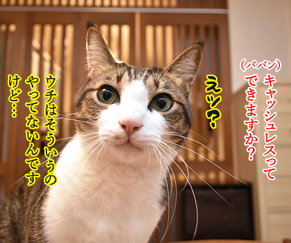 あずだいマートでお買い物 其の五　猫の写真で４コマ漫画　２コマ目ッ