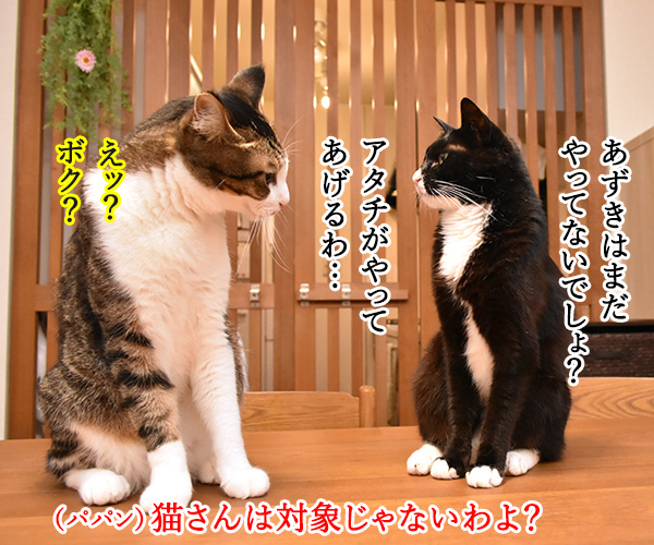 国勢調査は10月7日までなのよッ　猫の写真で４コマ漫画　３コマ目ッ