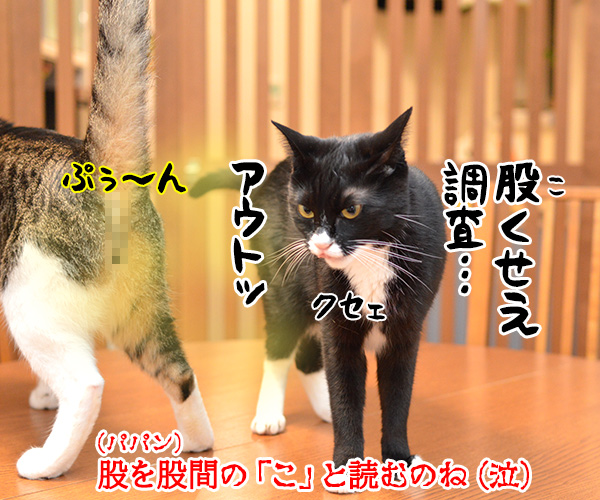 国勢調査は10月7日までなのよッ　猫の写真で４コマ漫画　４コマ目ッ