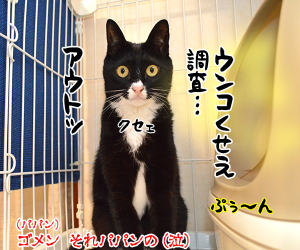 国勢調査は10月7日までなのよッ　猫の写真で４コマ漫画　５コマ目ッ