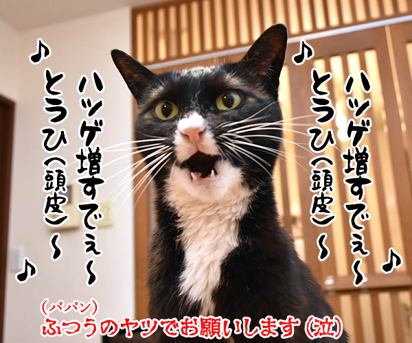 10月6日はパパンのお誕生日なのよッ　猫の写真で４コマ漫画　４コマ目ッ