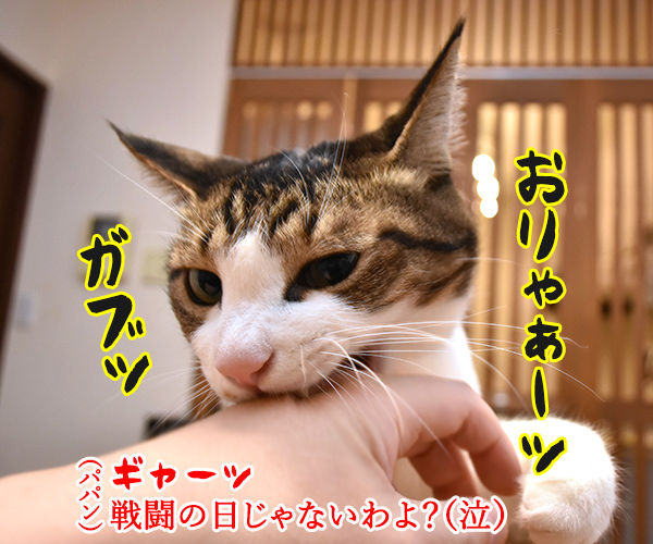 10月10日は銭湯の日なんですってッ　猫の写真で４コマ漫画　２コマ目ッ