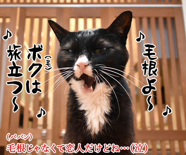 筒美京平さんのご冥福をお祈り申し上げます　猫の写真で４コマ漫画　３コマ目ッ