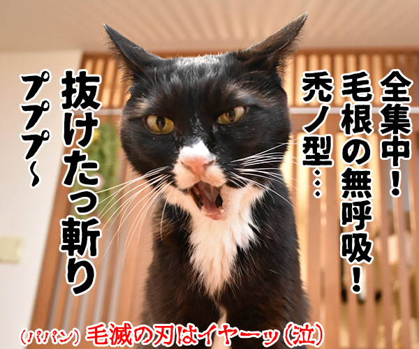 鬼滅の刃　主人公の必殺技は何だったかしら？　猫の写真で４コマ漫画　４コマ目ッ