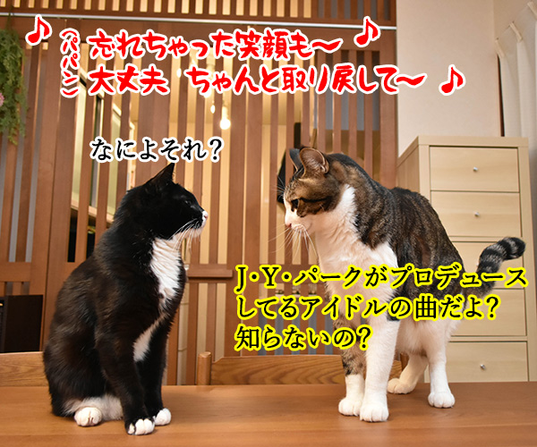 NiziUの『Make you happy』を唄うのよッ　猫の写真で４コマ漫画　２コマ目ッ