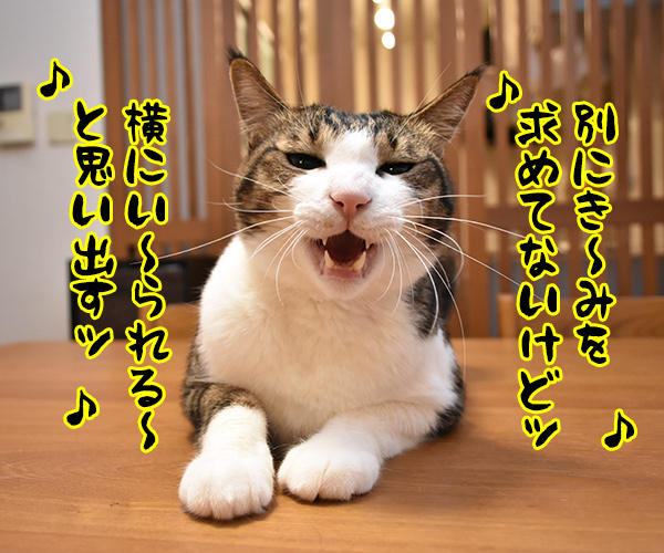 瑛人の「香水」って曲は猫さんも大好きなんですってッ　猫の写真で４コマ漫画　２コマ目ッ