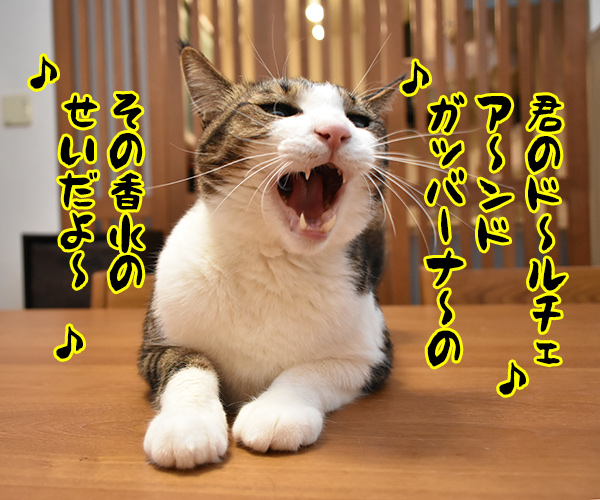 瑛人の「香水」って曲は猫さんも大好きなんですってッ　猫の写真で４コマ漫画　３コマ目ッ