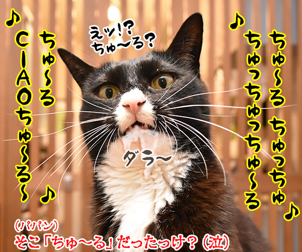 瑛人の「香水」って曲は猫さんも大好きなんですってッ　猫の写真で４コマ漫画　４コマ目ッ