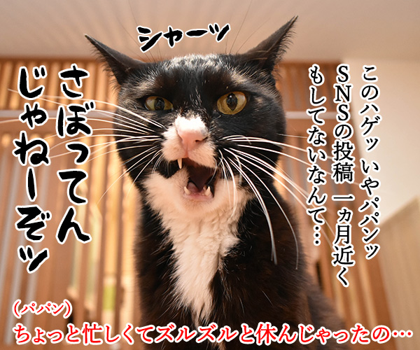 心配してくれている方へ　猫の写真で４コマ漫画　１コマ目ッ