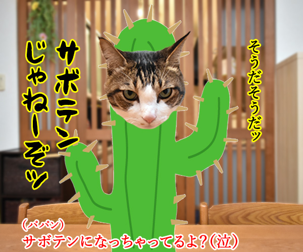 心配してくれている方へ　猫の写真で４コマ漫画　２コマ目ッ