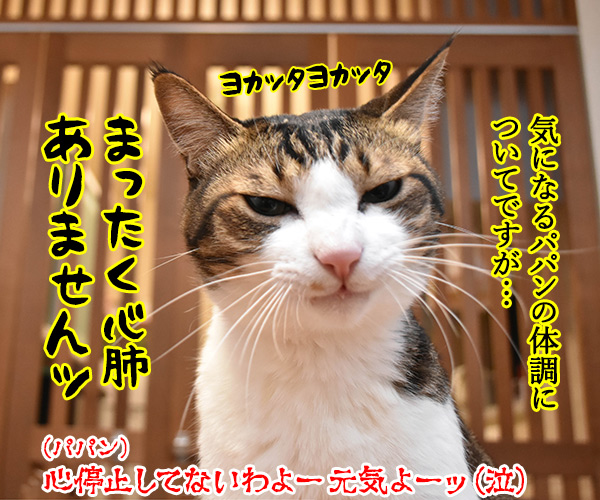 心配してくれている方へ　猫の写真で４コマ漫画　４コマ目ッ