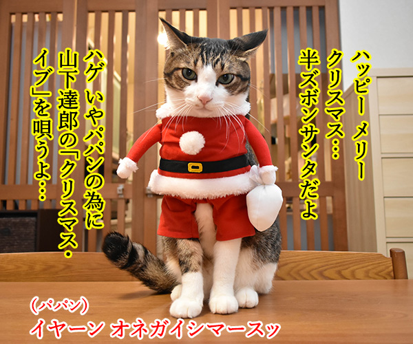 メリークリスマスだからパパンのために唄うのよッ　猫の写真で４コマ漫画　１コマ目ッ