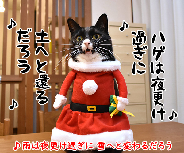 メリークリスマスだからパパンのために唄うのよッ　猫の写真で４コマ漫画　２コマ目ッ