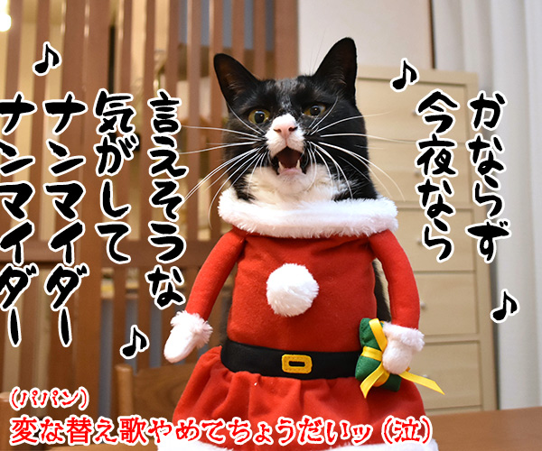 メリークリスマスだからパパンのために唄うのよッ　猫の写真で４コマ漫画　４コマ目ッ
