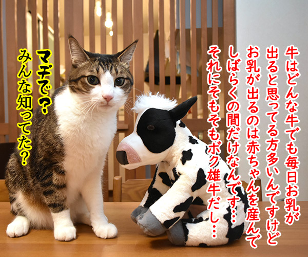 来年の干支の丑さんがご挨拶なのッ　猫の写真で４コマ漫画　３コマ目ッ