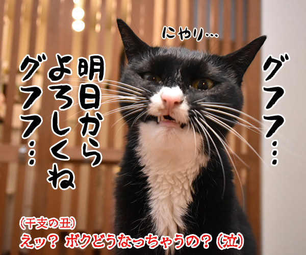 来年の干支の丑さんがご挨拶なのッ　猫の写真で４コマ漫画　５コマ目ッ