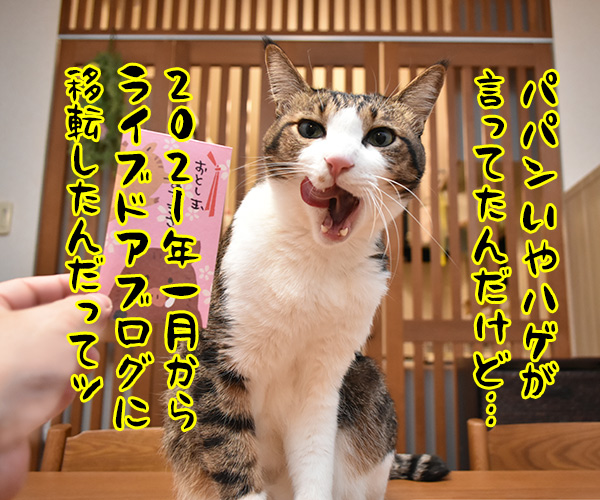 移転のお知らせなのッ　猫の写真で４コマ漫画　１コマ目ッ