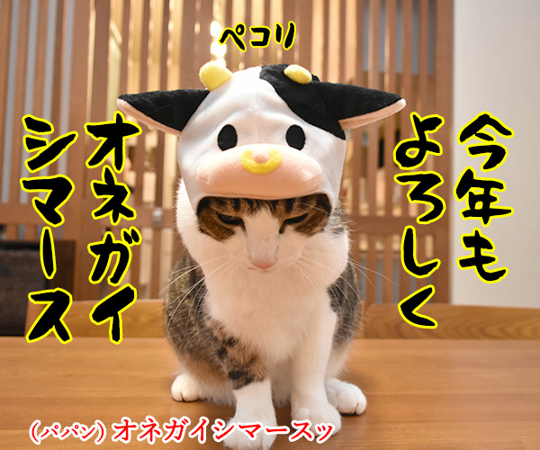 新年だからハッピーニューイヤーなのッ　猫の写真で４コマ漫画　２コマ目ッ