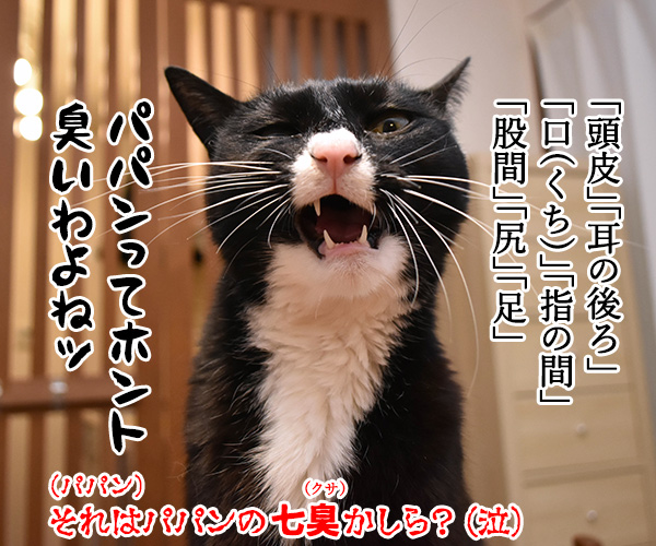 一月七日は七草 七草全部言えるかしら？　猫の写真で４コマ漫画　４コマ目ッ