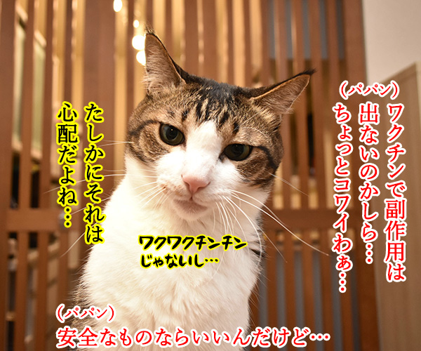 新型コロナワクチン接種が始まるのよッ　猫の写真で４コマ漫画　３コマ目ッ