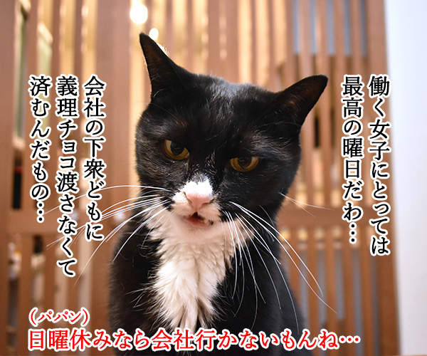 今年のバレンタインデーは日曜日なのッ　猫の写真で４コマ漫画　２コマ目ッ