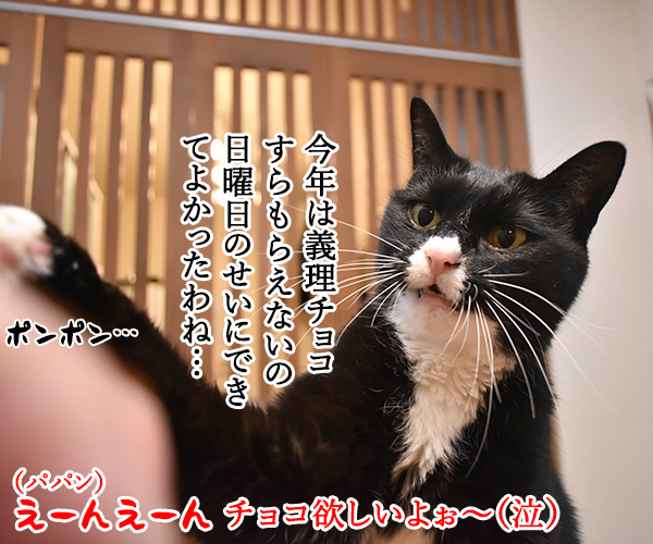 今年のバレンタインデーは日曜日なのッ　猫の写真で４コマ漫画　３コマ目ッ