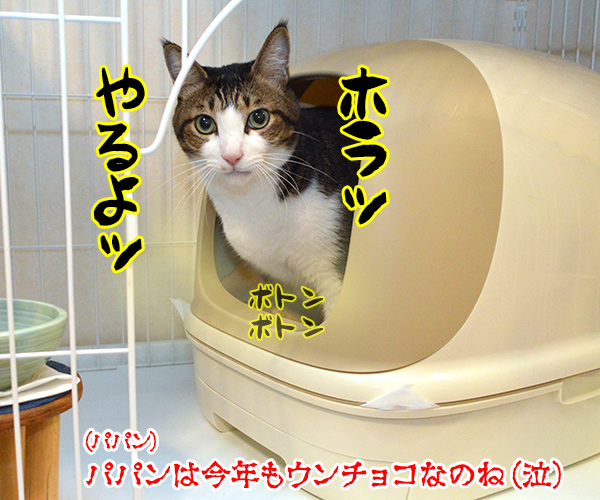 今年のバレンタインデーは日曜日なのッ　猫の写真で４コマ漫画　４コマ目ッ