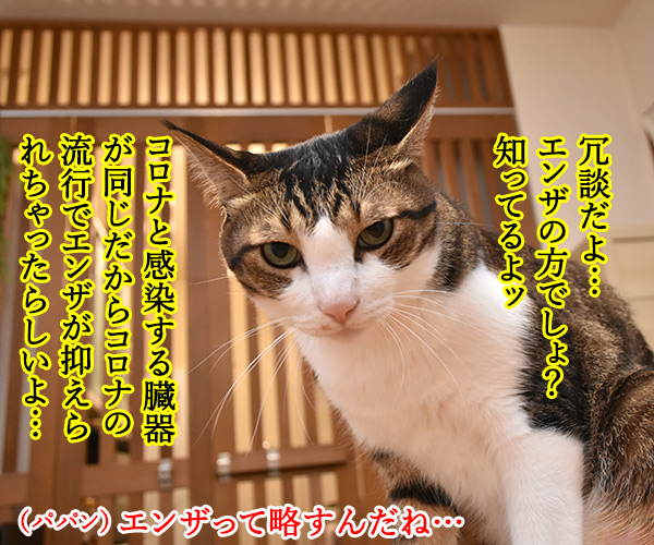 インフルエンザが流行してない理由って？　猫の写真で４コマ漫画　２コマ目ッ